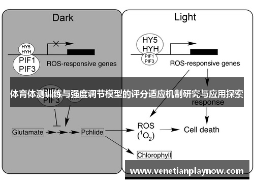 体育体测训练与强度调节模型的评分适应机制研究与应用探索